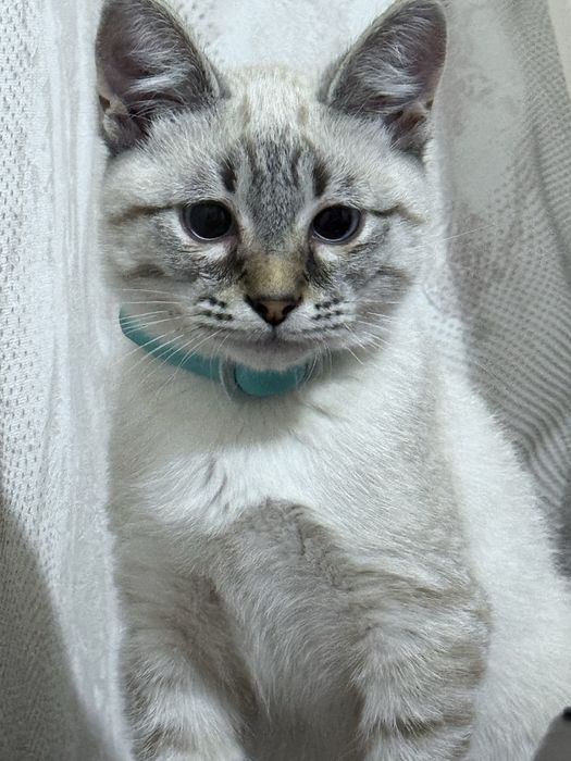 Отдам котенка в добрые руки