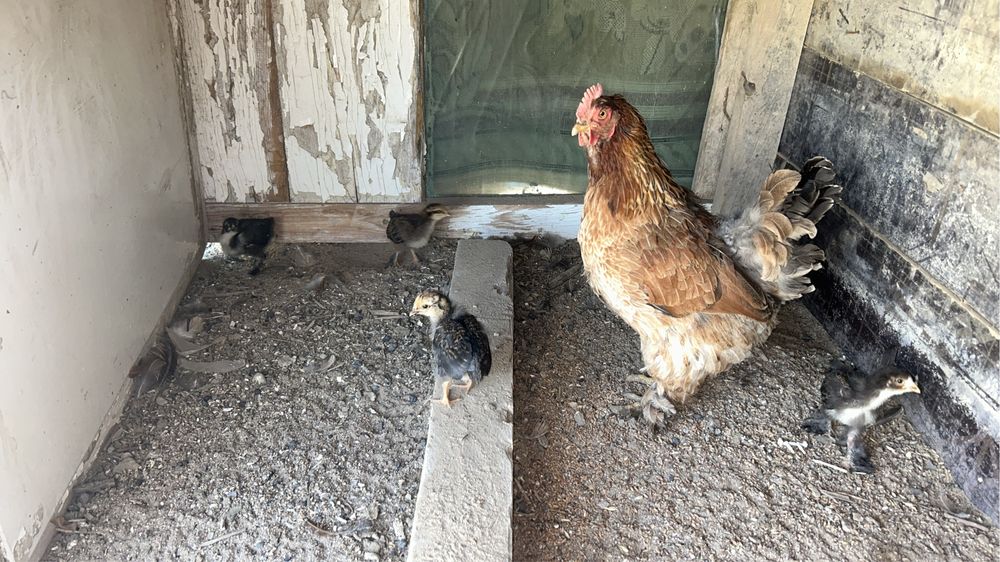 Продам курицу и цыплят