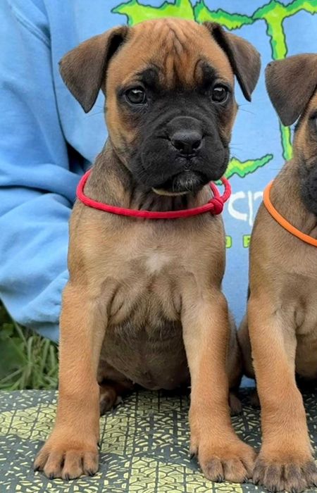 Cane corso 2 luni