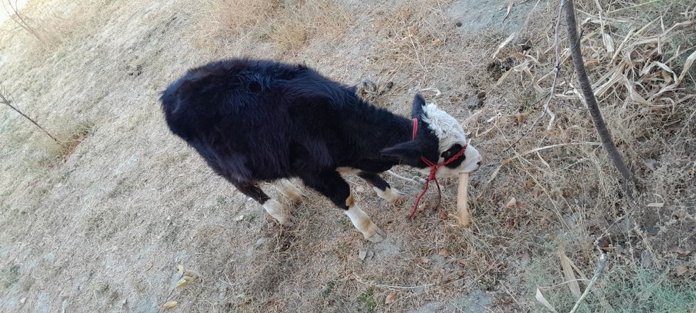 Ангусга сментал гибрид 4, 5ойлик сутдан чикган