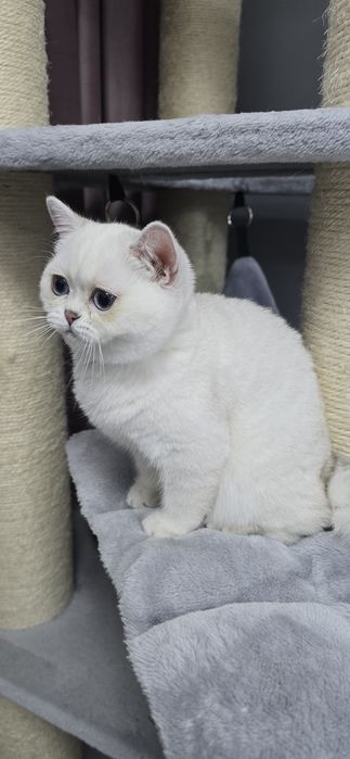British shorthair cu pedigree