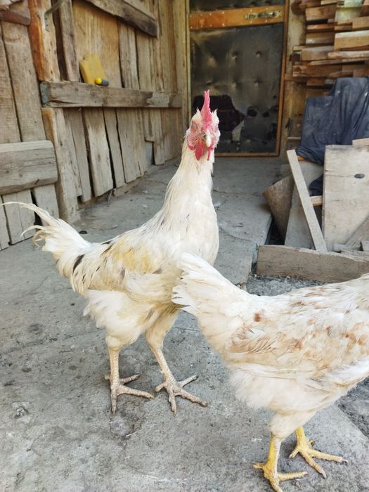 Продаются молодые петушки