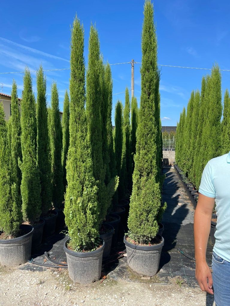 Cupressus sempervirens de calitate extra