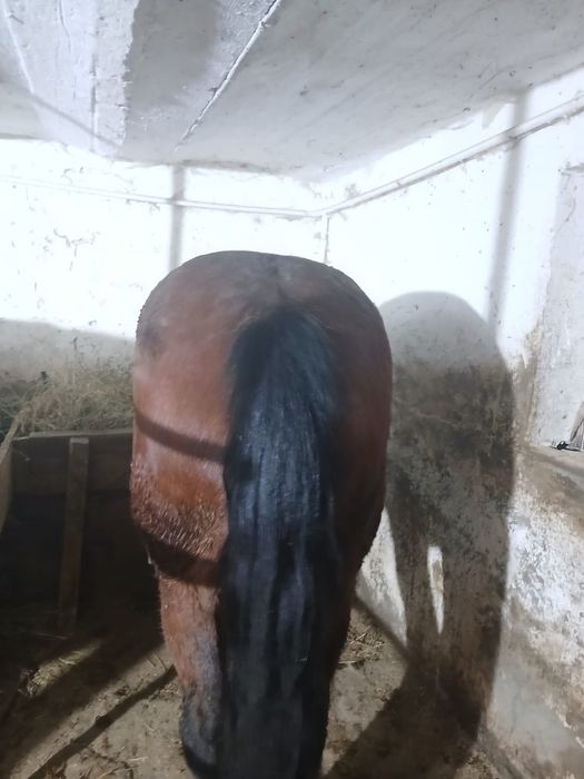 Vând mânză de 1 an și 6 luni