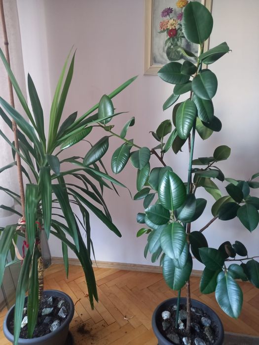 Vând Ficus și yucca