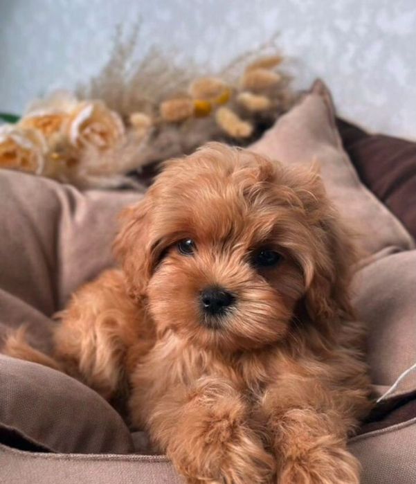 хотят стать вашей семьей Мальтипу Ф1