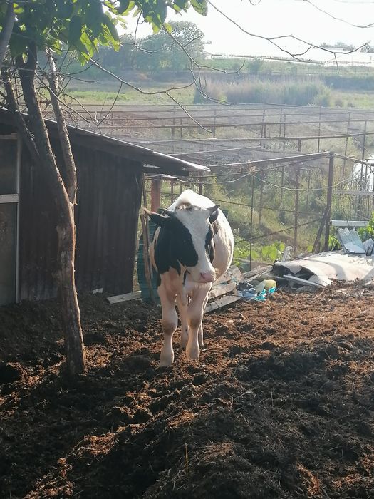 Vând viței mici si mari