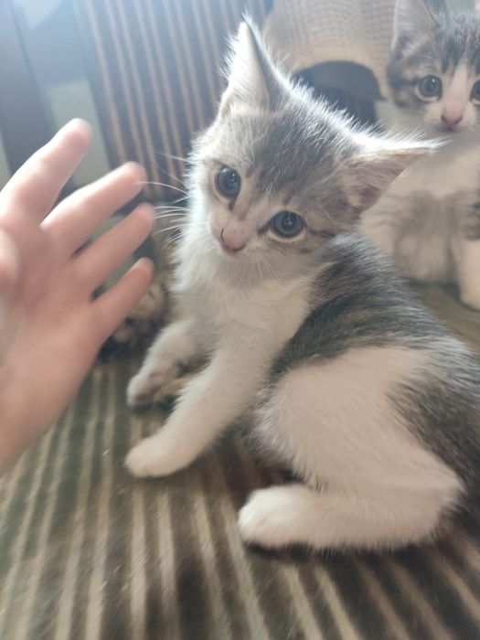 Отдам котят крысыловок
