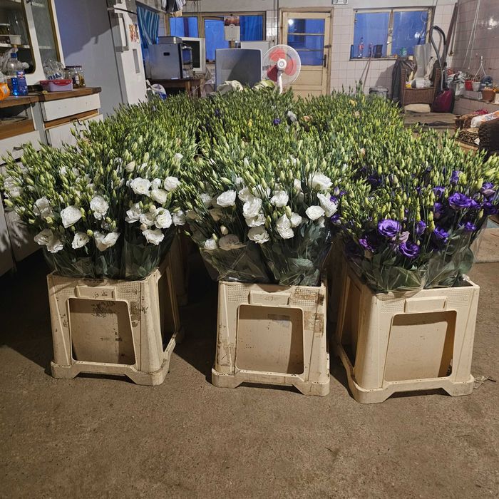 Lisianthus - flori en gross 5 culori