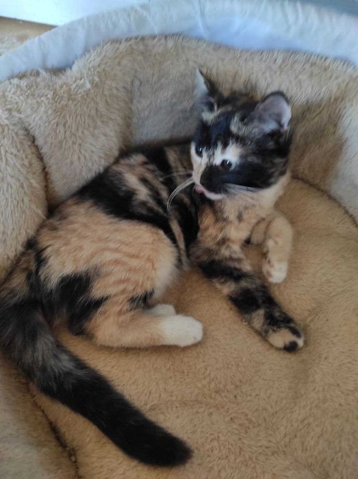 котёнок девочка 3 месяца