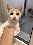 Котенок домашний чистый