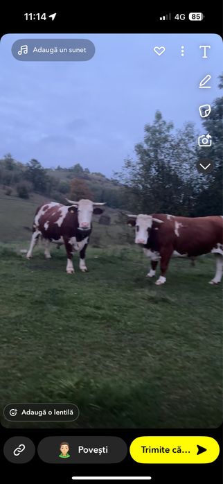 Boi de vănzare învățați la jug