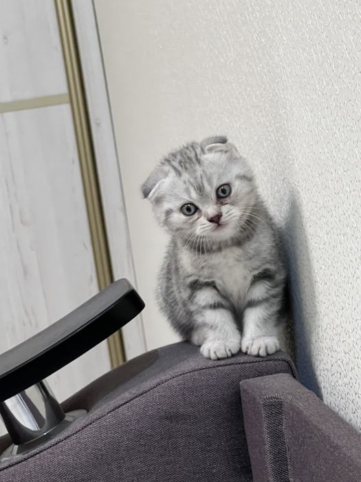 Вислоухой котенок