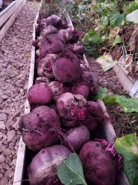 Продам  свёклу крупная