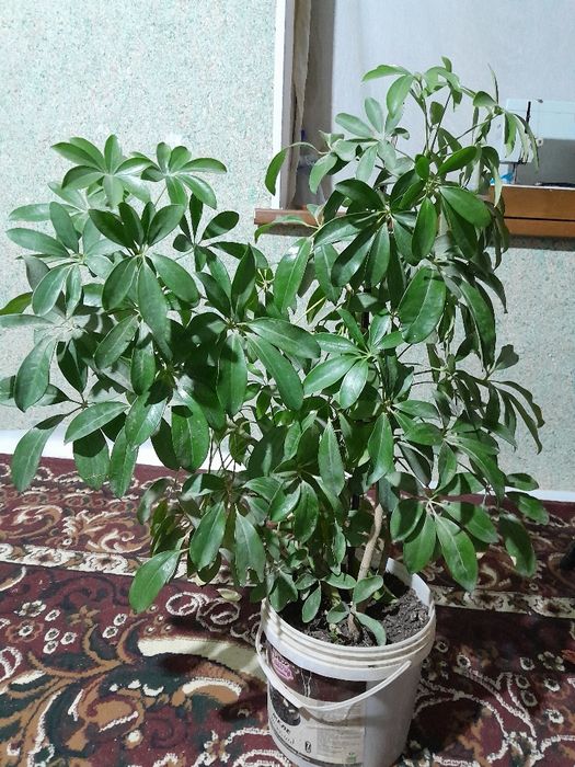 Sheftlera  xona guli