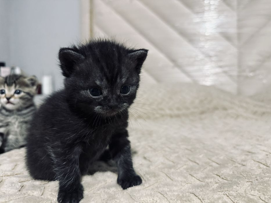 Продам котенка 1,3месяца