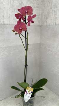Комнатные растения. Орхидея