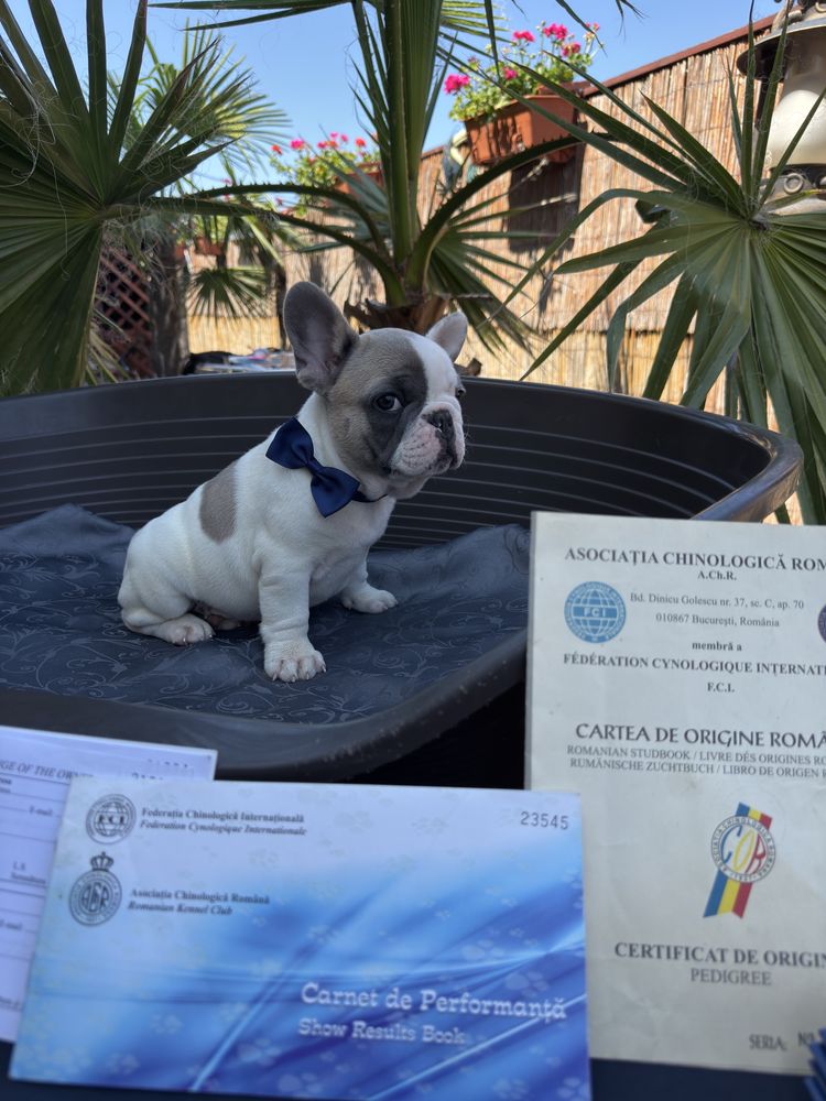 Bulldog francez mascul cu pedigree
