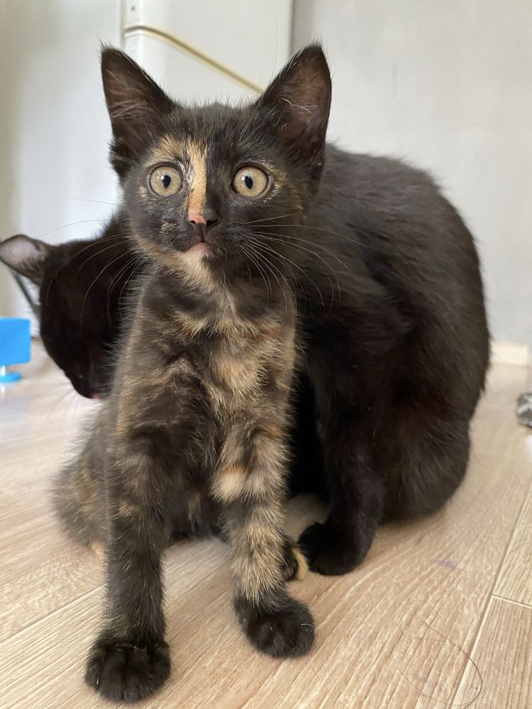 Отдаем котенка девочка