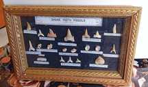 Tablou vintage cu fosile dinti rechini