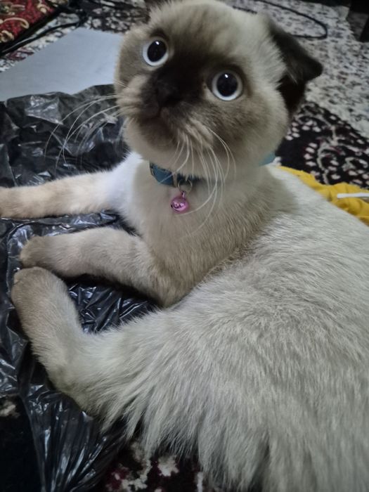 Вязка бесплатно.    Vyazka qilish tekin.