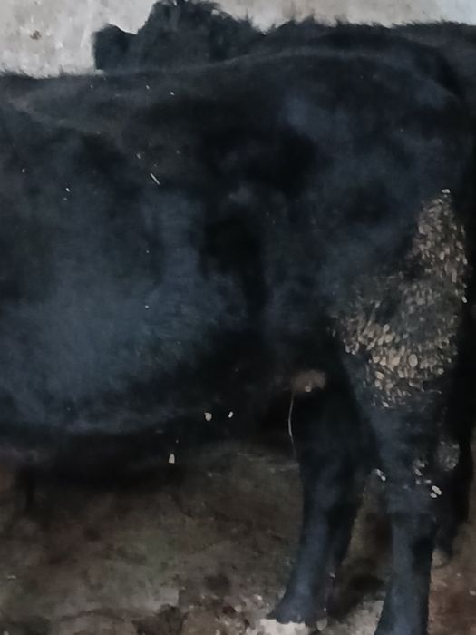 Junica gestanta angus