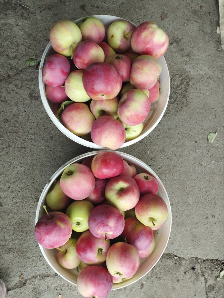 Продам яблоки осенние и зимние