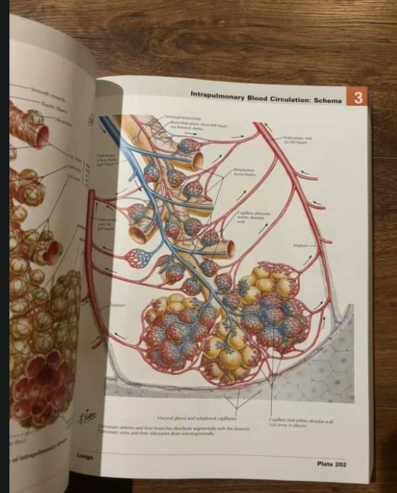 Atlas of Human Anatomy Netter