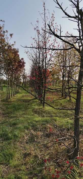 Copaci ornamentali Tei-Mesteacan-Platan-Artar-Paltin-Stejar-Frasin