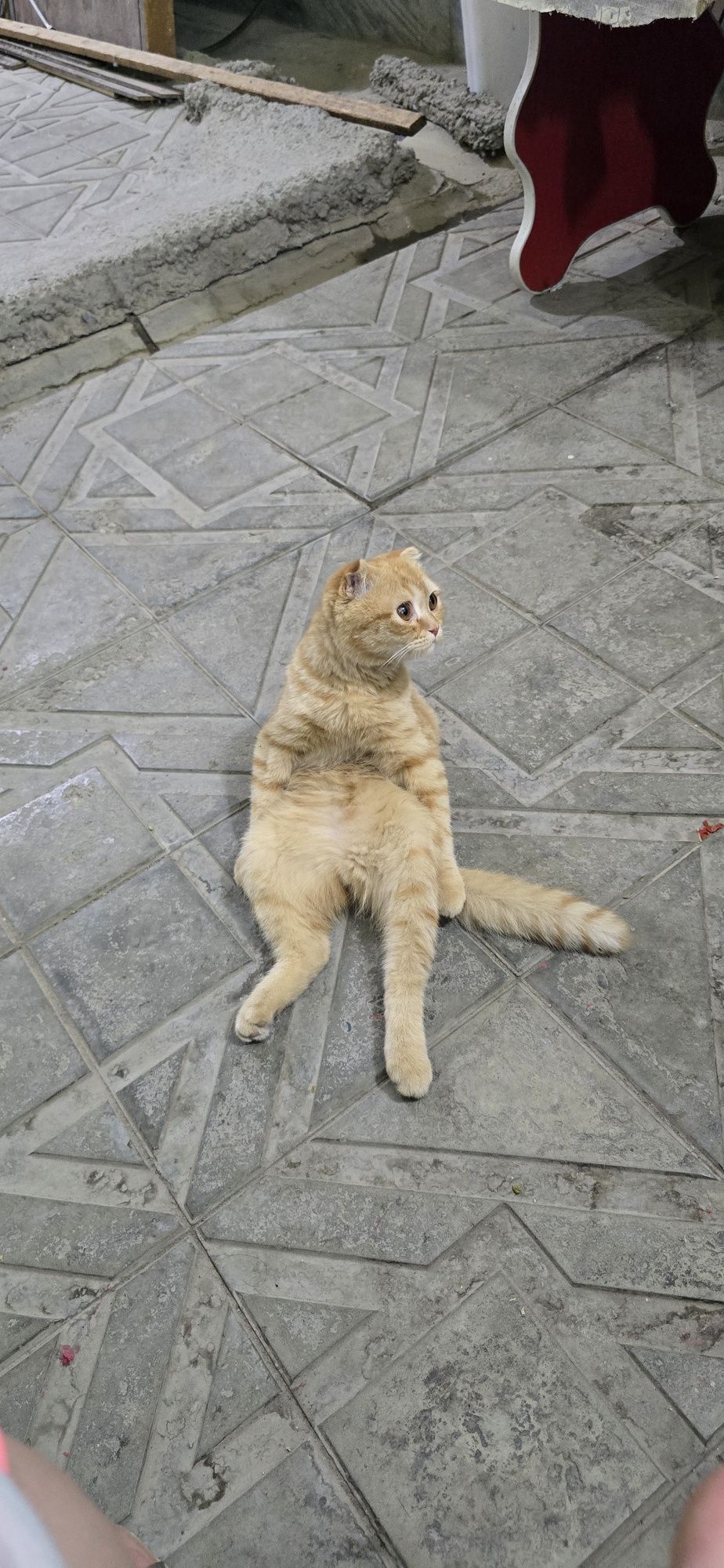 Кот симмба ишем нивестку