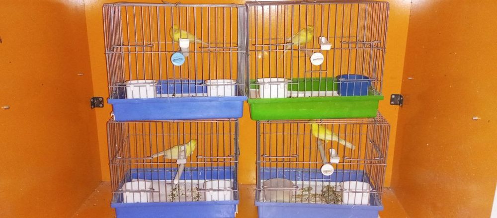 Kanareyka Sotuvda Srochniga Tayyor Modala bor . Molodoylayam bor