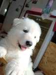 Ciobanesc alb elvetian / Lup alb cu pedigree