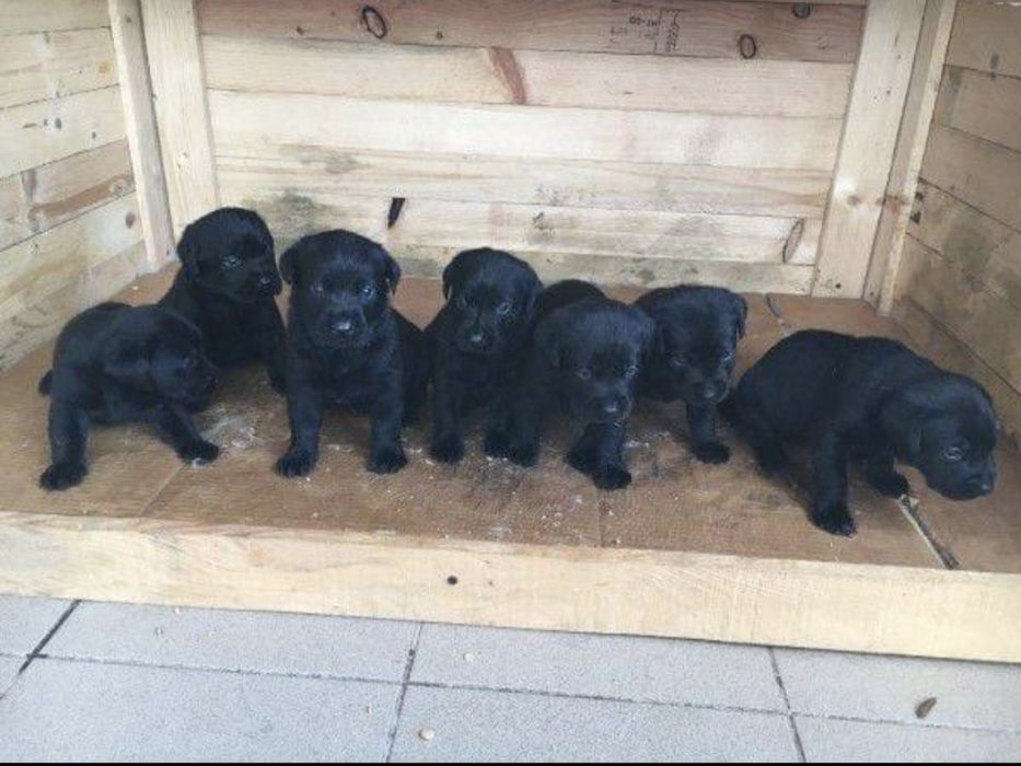 Чистогръмни лабрадор ретривър