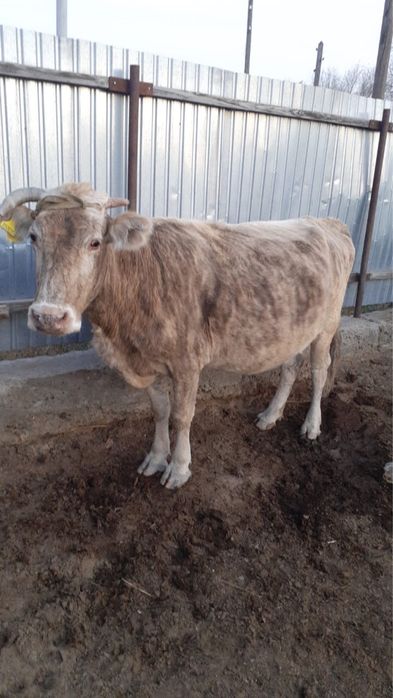 Сиыр сатылады !