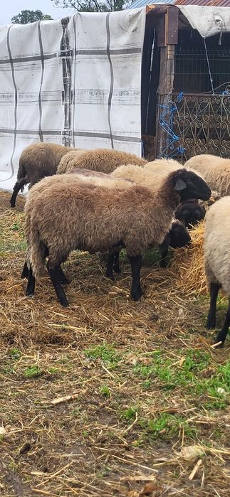 Vând miele cap negru de teleorman