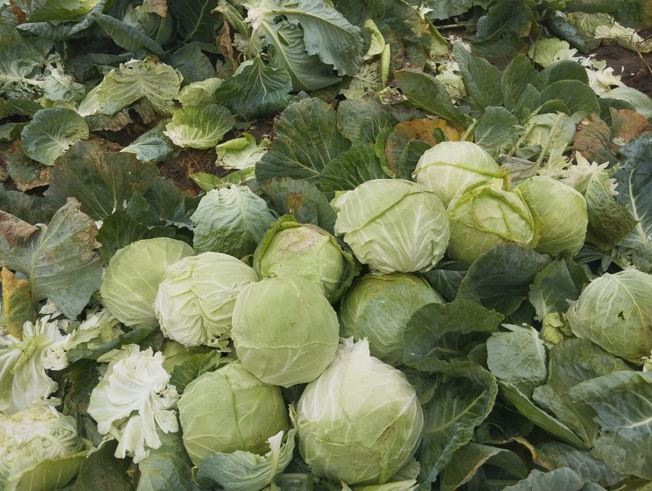 Продавам-Зеле Ергенско