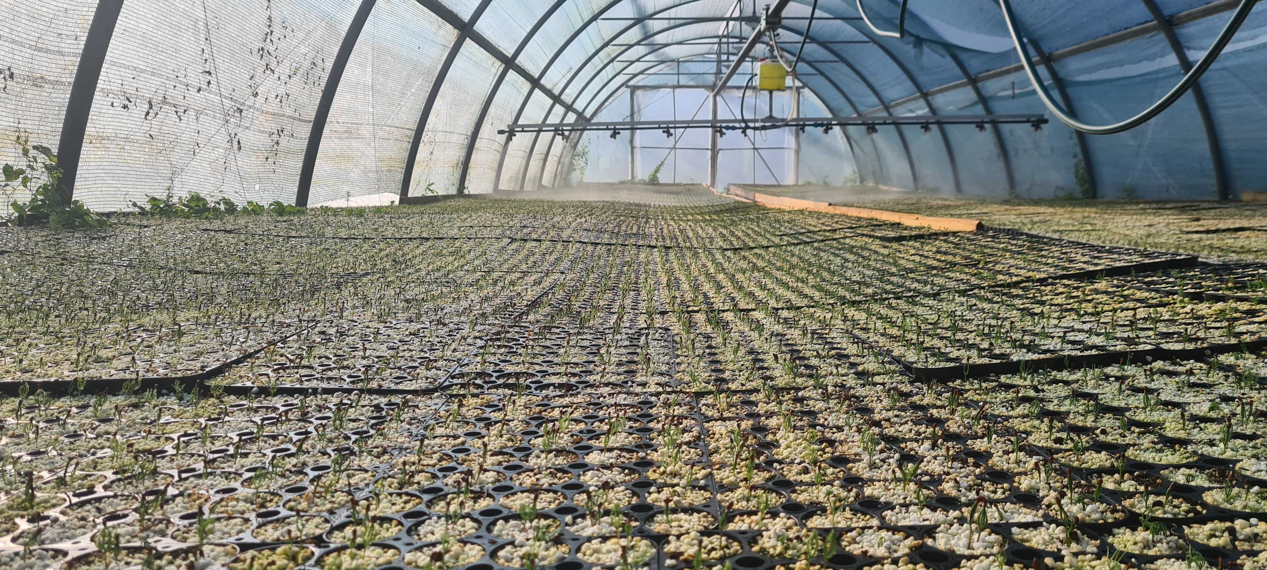 Solar profesional ST 6 TIP TUNEL