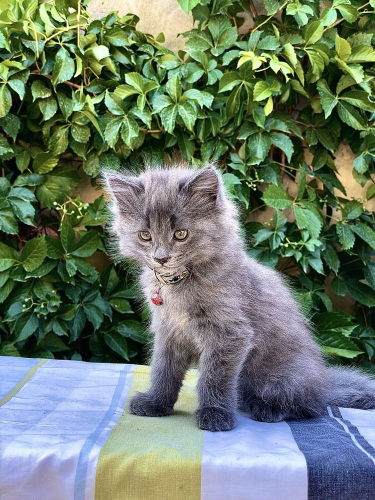 Mushuk (кот) sotiladi