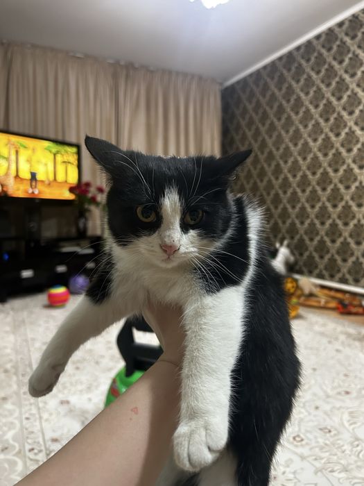 Кошка, девочка, черно-белая