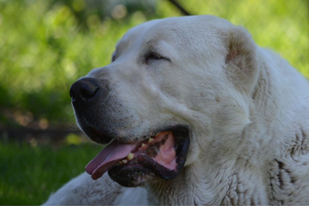 1Mascul de Asia Centrala