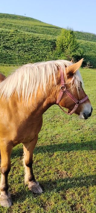 Vând  iapa și manza