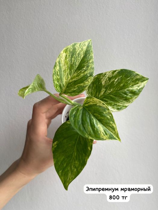 Эпипремнум мраморный