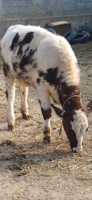 Симметрии кашар сатылады