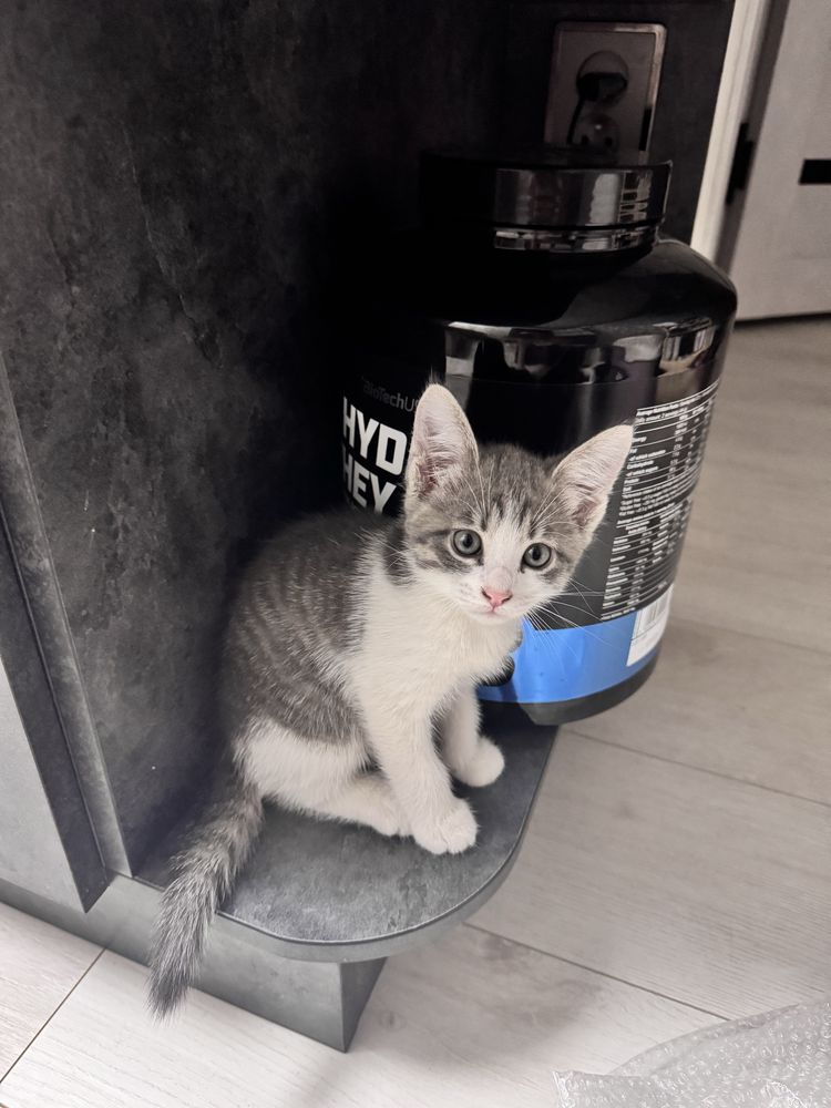 Отдам домашних котят в добрые руки