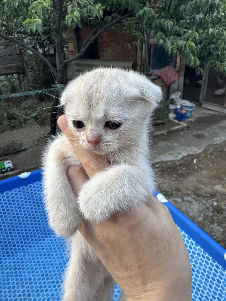 Продаются котята скотиш фолд и скотиш страйт.