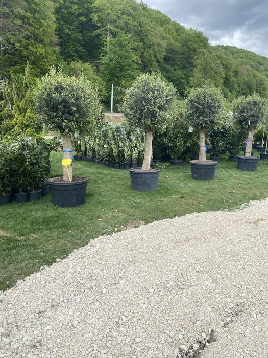 Pohtinia/ilex/enupăr/ si multe altele