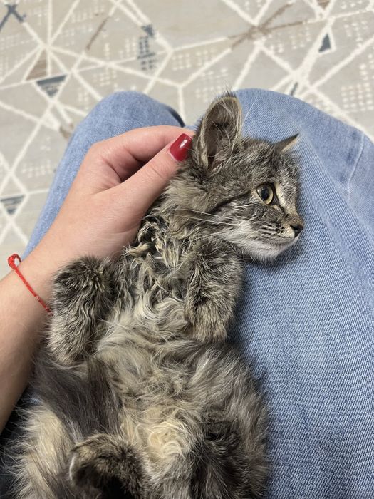 Продам котенка в хорошии руки