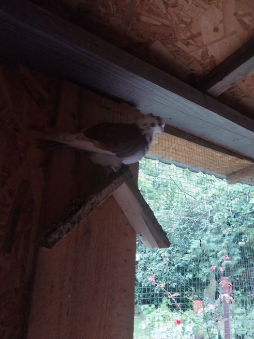 Schimb porumbei pe o oaie bună de ținut