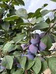 Prune Gustoase - Diverse sortimente si soiuri - 100% Bio