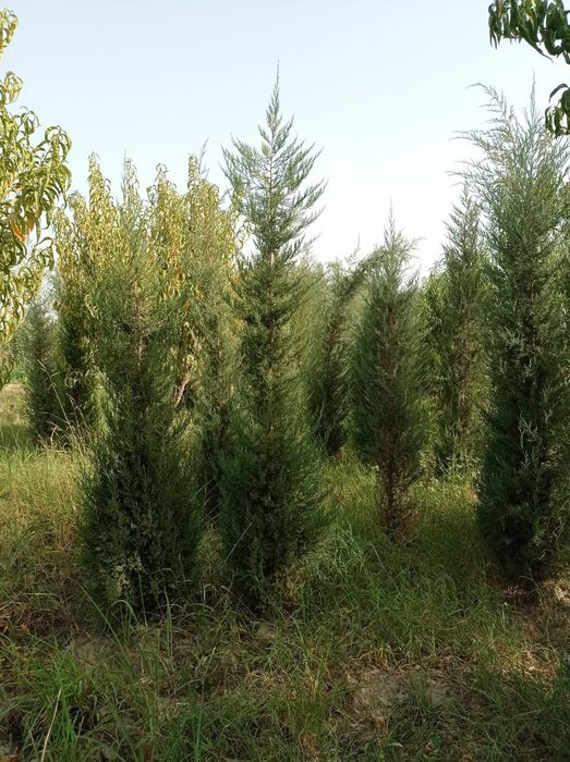 archa koʻchatlari bor